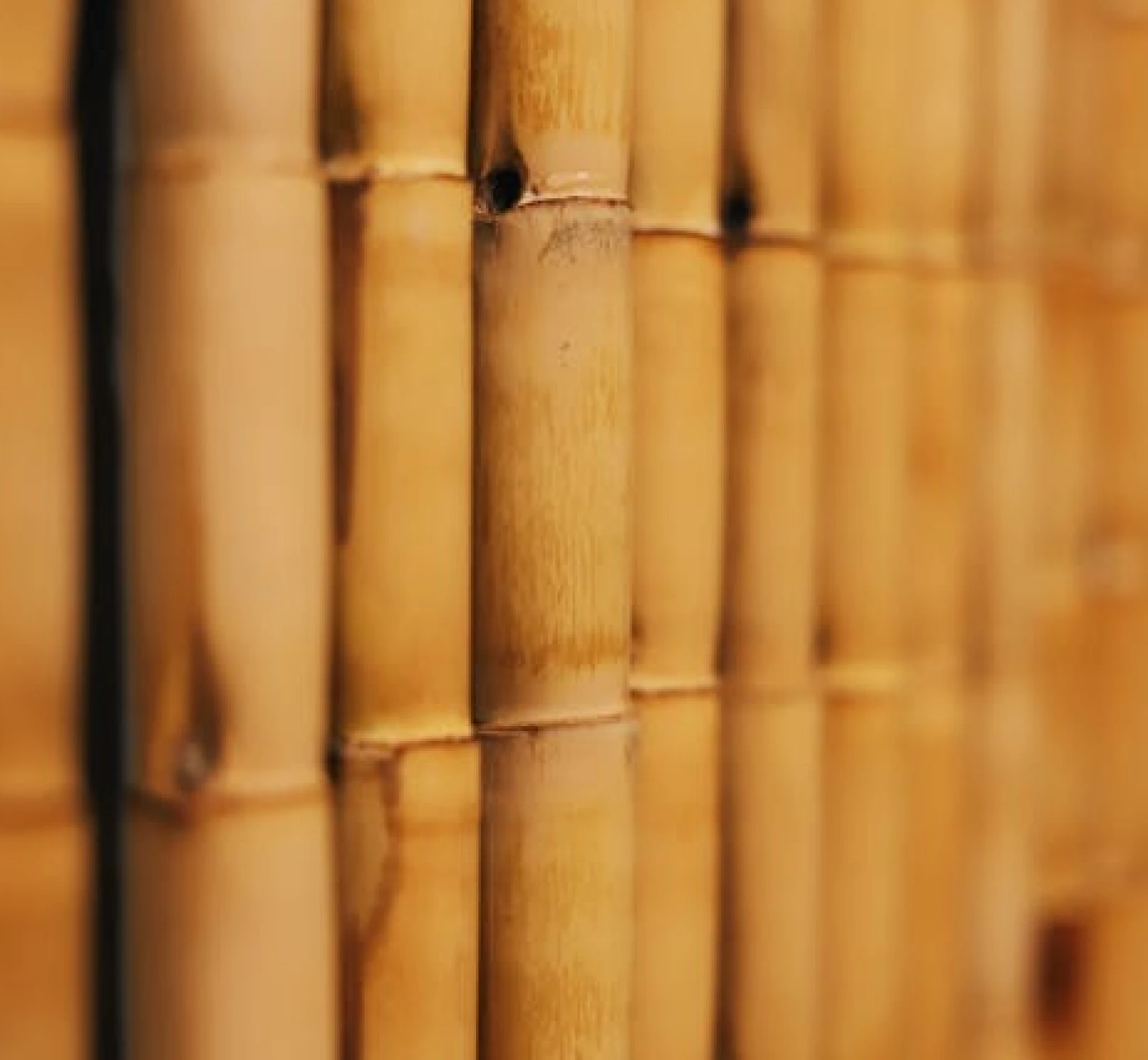 Our Successful Story 1